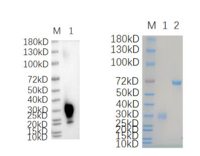 1.CBLN2-2783M 1ug
2.BSA 1ug
Reducing 4%-20% SDS-PAGE (CBB stained) and WB (Anti-His Mouse Monoclonal antibody) analysis profiles of purified CBLN2-2783M